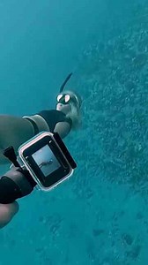 We Really Need to Teach the Fish About Their Bad Habits