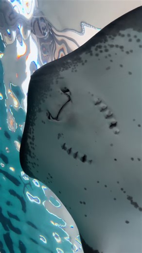 The stingrays looks like smiling 😍 #fyp #underwater #oceanpark