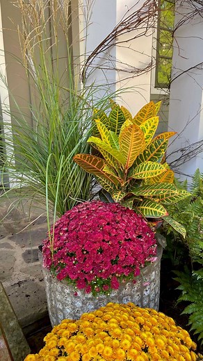 Carmen Johnston Gardens | Replanted this container for fall! Super easy 3 plant container ✨🧡 • Croton • Mum • Ornamental Grass Keep the is container in full sun... | Instagram