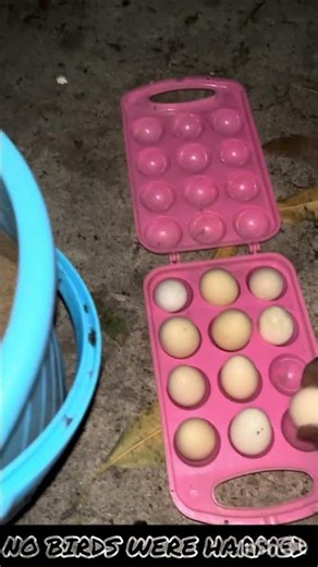 Country Chicken Natural Hatching Setup Change | Better Space for Broody Hens