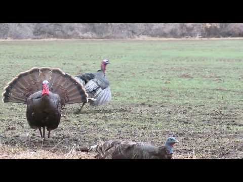 Bowhunting Turkeys: Gobbler Double in Turkey Hunter's Field of Dreams