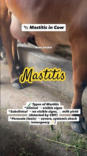 Mastitis in Cow | Silent Milk Killer You Shouldn’t Ignore #vetlife #vetpocket #fieldvet #vet #cow