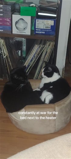 bonanza.jellybeans (@bonanza.jellybeans)’s videos with original sound - ‽