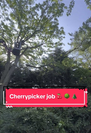 Cherry Picker Tree Work: Expert Arborist Techniques