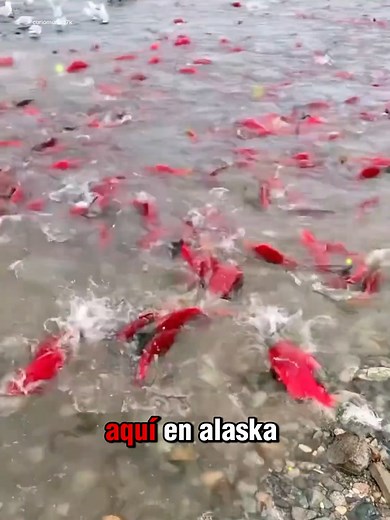 El ciclo de vida del salmón rojo: un viaje asombroso