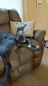 Stop it. Stop it. Stop. It. STOP IT! https://imgur.com/gallery/R3fKOaB | Imgur