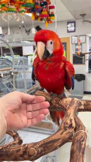 Doodle the adorable scarlet macaw is ready for their new home. This cutie hatched in May and we’re waiting for DNA results. Come meet this sweet babe. | Arizona Bird Store