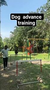 dog advice training video