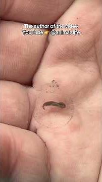 Axolotl egg hatching. #axolotls #axolotleggs #axolotlbabies #animalfacts