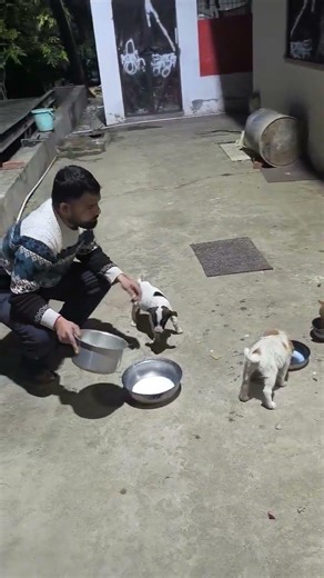 🐶🐶🐕🐕 #dog #doglover #shorts #short