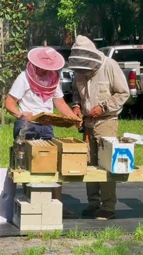 Introducing Our 9th Apiary | Lewis Speedway | Raw Local Honey from St. Augustine