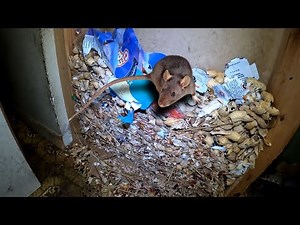 FEEDING squirrels caused MASSIVE Rat infestation inside Home…