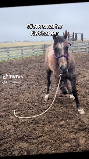 My colt kept jerking his leg back while being trimmed and rasped, so instead of fighting him and someone getting hurt my dad did this. He was only like this for 5 minutes and then afterwards stood like a champ! #cowboy #cowgirl #ranchlife #montana #cow #horse #colt #farrier #training #train #fyp #foryoupage