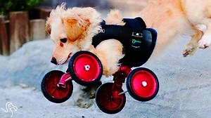 504K views · 10K reactions | This speedy pup finally has a loving fam. Via The Dodo | HuffPost | Facebook