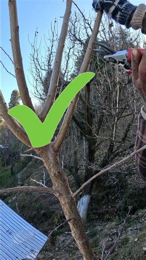 Here's how to properly prune a plum tree ✅