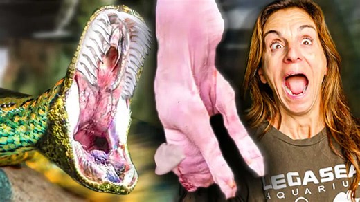 Close range feeding - how giant snakes react to movement