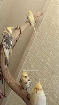 Loving the chill vibes with my cute pets around! ✨🦜🐥💖 #cockatielscraze #birds