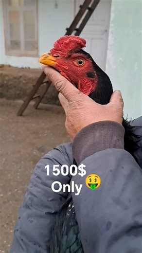 🇺🇸1500$💵 dollars only for this one 🇺🇿rooster #uzbekistan #aseelmurga #roosterfarm #rooster #assel