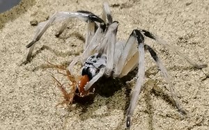 “以色列沙漠猎人蛛” Cerbalus sp. 进食侧缘蜚蠊Blatta lateralis