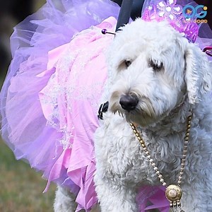 6.7K views · 43 reactions | Senior Rescue Pups Are Living it Up at...