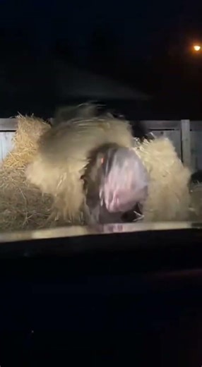 Scary Mysterious Creature Caught on Camera 😱 #shorts