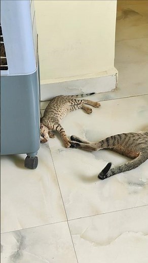 😺 #kitten #trending #cat #catshorts #cutecat #ytshorts