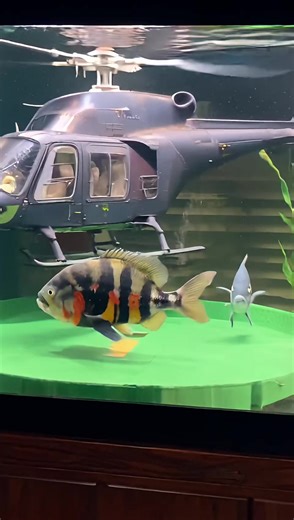 Tiger Oscar 🐠🐠🐠🐠🐠🐠 #aquarium #oscar #ai #cichlids