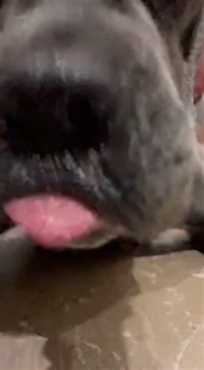 “Dog vs Human Crab Cake Challenge 😂”