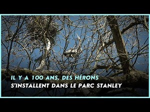 ENVIRONNEMENT | Il y a 100 ans, des hérons s'installent dans le parc Stanley
