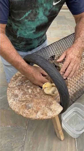 DIY Tire + Mesh = Mini Chicken Coop? #creativeideas