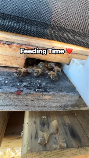#Honeybee feeding time. #beekeeping #Beekeeper #beekeeperslife | The Mindful Beekeeper