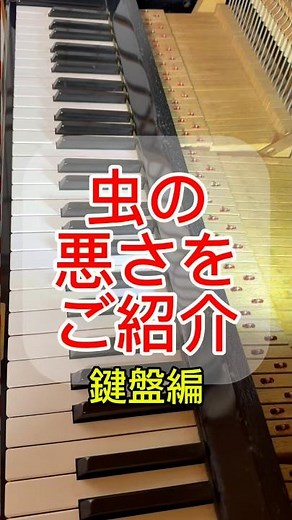 【害虫被害】鍵盤編！ピアノ調律と修理♪フェルトとクロスを食べるヒメマルカツオブシムシ！