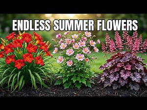 17 Perennials That Bloom All Summer Long — And Keep Coming Back Every Year 🌸