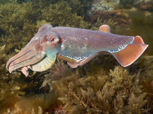 Whyalla Cuttlefish Snorkel | When, Where & How to See Them