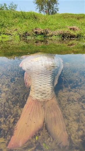 Amazing Fishing Video 2026 🎣🔥 Fish & Fishing Video #fishvideo #videos #video #shorts
