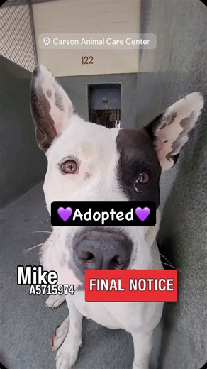 Saving Carson Shelter Dogs on Instagram: "💜Adopted💜 🔴FINAL NOTICE will be Euthanized 🔴 ✳️MIKE ✳️ #A5715974 Mike is a really cool, calm gorgeous dog. He’s about two years old and he weighs 60 pounds. He’s been in the shelter four months due to some investigation of his owner. He’s ready to go home now with a new family. He walked nicely on leash, and allowed the handler to remove his old collar. He jumped on the handler excitedly, but allowed the handler to collar him with no issues. In the c