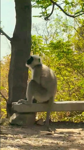 Semnopithecus: The Most Human-Like Monkeys #Natur3Vibes