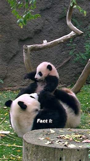 A beary important part of history 🐼 You've probably heard that a certain black-and-white bear might be making its way to San Diego soon but do you know how their predecessors contributed to the species' survival? After nearly 30 years of collaboration with our Chinese conservation partners, we've proudly worked to further our understanding of giant panda ecology. Learn how this joint endeavor has made a significant difference in the recovery of these beautiful bears. | San Diego Zoo