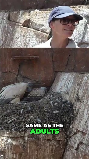 Baby Vultures Fly Themselves! Amazing Nature! #shorts