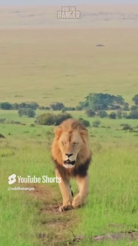 Beautiful Lion On Patrol: King Of The African Savannah