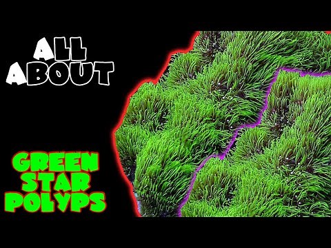 All About The Green Star Polyps or GSP's