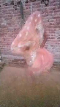 Desi notanki dance#comedy #funny #youtubeshorts #omprakashgautam #song