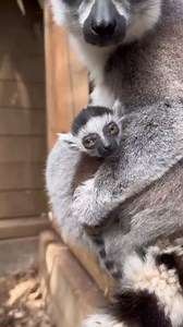 Baby lemur explores cautiously while staying close to mom