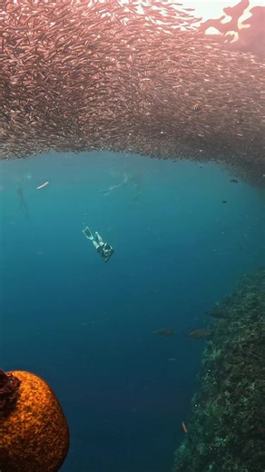 Exploring Freediving in Panglao, Bohol