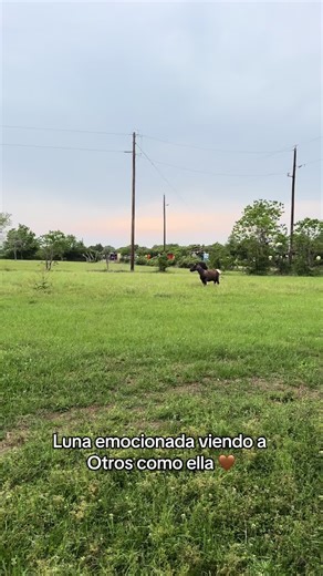 Ingrid Gonzalez Soto (@ingridgonzalezsot)’s videos with ICARUS - Penguin Piano