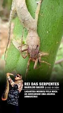 Lagartixa topou de frente com uma aranha armadeira! #shorts #fatos