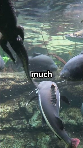 The 30 Second Fish Feeding Rule That Will Save Your Aquarium