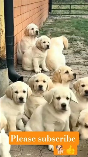 labra dog 🐕 #dogs #animals #cute