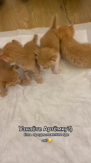 Adorable Orange Tabby Kittens Playing and Exploring