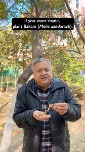 Bakain tree is perfect for creating natural shade with its well-formed canopy. It’s easy to grow, needs little care, and supports local birdlife. 🌱[Peepal Baba, Peepal Baba Says, afforestation, bakain tree, urban forestry, green canopy, bird house, squirrels, low maintenance, natural shade, Peepal Baba Foundation] | Peepal Baba